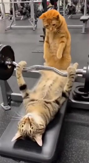 Just normal orange cat activities 🍊#fyp #funnycat #catvideos #catsoftiktok #orangecatsoftiktok