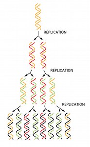 The Steps and Proteins involved in DNA Replication (Prokaryotic and Eukaryotic)