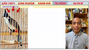 Theo bạn khi nào thì Chim có thể đi thi được? | Kiến Thức Chào Mào chính gốc