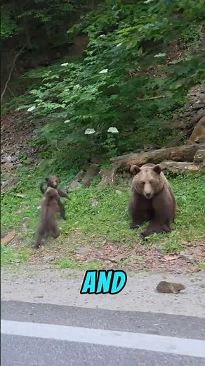 What Do Bears Do During Hibernation? 😱