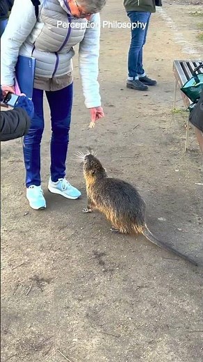 Nutrias attack on Vltava river, Prague, Czech Republic