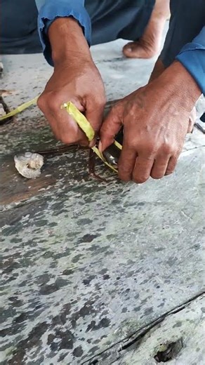 mangrove crab tying process #Crab #Crabs #CrabLife #CrabLovers #Seafood #SeafoodLovers #rivercrab