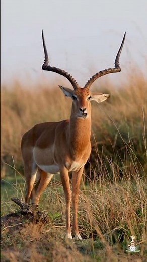 Shaking Off the Silence – Watch Those Ears Go! Impala Antelope – Grace in Motion🦌