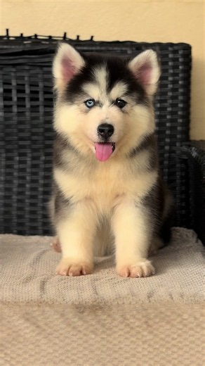 The Cutest Husky Puppy Ever from Southside Kennelz