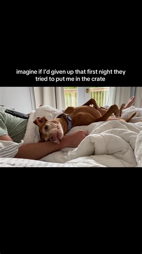 Why Dogs Belong in Beds and Not Crates