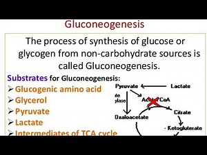 Gluconeogenesis, Mechanism and significance