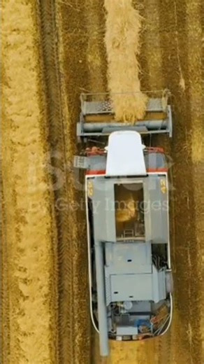 Harvesting Rice with a Combine Harvester.The use of Modern Methods of Agriculture,Plant Protection