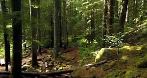 1000+ Great Nature Videos Pexels · Free Stock Videos