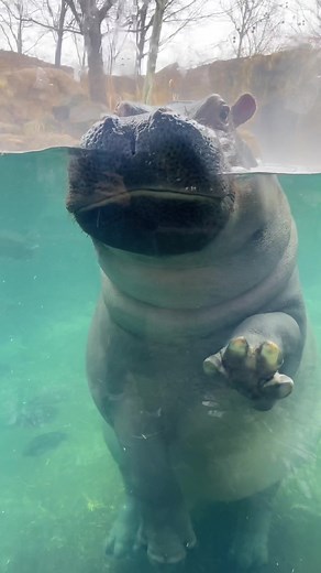 Cincinnati Zoo on TikTok