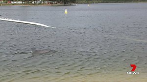 12K views · 284 reactions | The Sea World rescue team has freed a baby dolphin trapped in a swimming area at Tallebudgera Creek on the Gold Coast. Report on 7 News at 6pm. www.plus7live.com.au Latest Queensland stories: https://yhoo.it/2eXND3E #dolphin #7News | 7NEWS Brisbane | Facebook