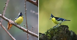 Yellow Tit Bird: Facts, Song, & Diet (The Definitive Guide)