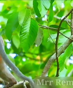 4.5K views · 123 reactions | WOW AMAZING MACAQUE GIVING BIRTH NEWLY BABY IN HIGhT TREE, MONKEY WILDLIFE IS GIVING BIRTH BORN.mp4 | Monkey Smile | Facebook