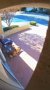 20K views · 174 reactions | Heroic Dog Saves Owner's Life in Terrifying Car Crash – You Won't Believe That #reel #viral #trending | Mama Reaction Fan | Facebook