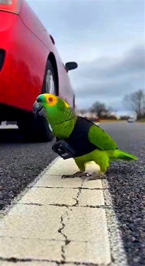 Parrot funny Video 🤣 #parrot #funnyparrot #viralvideos #funnymoments