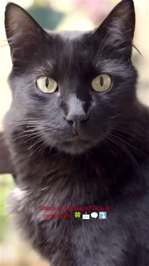 Dessaignes Marie Anne | Le vendredi 13 fascine autant qu’il inquiète. Pour certains, c’est le jour parfait pour tenter sa chance 🍀 Pour d’autres, mieux vaut éviter... | Instagram