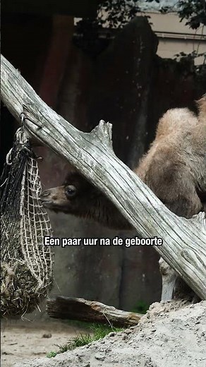 Have you admired our youngest camel yet? 🐫 | DierenPark Amersfoort