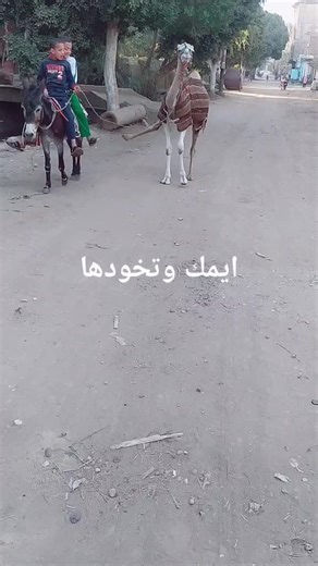 Camel and Donkey Journey Through Rustic Path