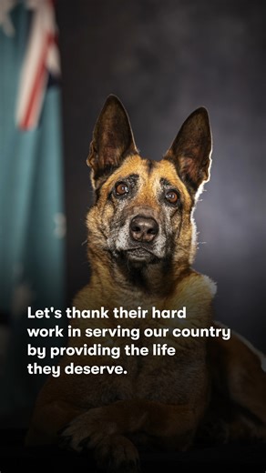 10K views · 51 reactions | Black Hawk proudly support Australia's military dogs with our Retired Military Working Dogs Program. We thank these dogs for their service by providing for their complete nutritional needs as they live out their retirement with loving families. 瑩‍了 It's the least we can do for our amazing friends! #BlackHawkPetCare #EveryIngredientMatters | Black Hawk Pet Care | Facebook