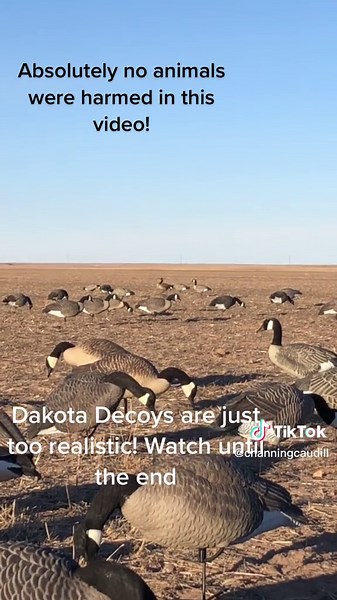 Realistic Dakota Decoy Company Funny Goose and Duck Hunting Decoys