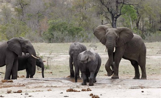 Rhino Poops to Claim Watering Hole, Watch as This Elephant Has Other Plans