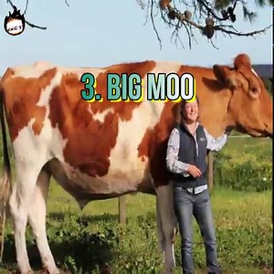 4.9M views · 1.6K shares | 6 Unique Bulls In The World | Facts that will blow your mind | Facebook