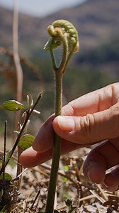 What kind of delicious surprises await when humble mountain-grown fiddlehead ferns make their way to the dining table? Welcome to this week’s new video—let’s discover the unique taste of fiddlehead ferns together! 把长在山地上不起眼的蕨菜搬上餐桌会出现什么美味的碰撞呢，欢迎收看本周的新视频，一起感受蕨菜的美味吧！ #reels #cooking #fiddleheads #chinesefood #滇西小哥 | 滇西小哥 Dianxi Xiaoge