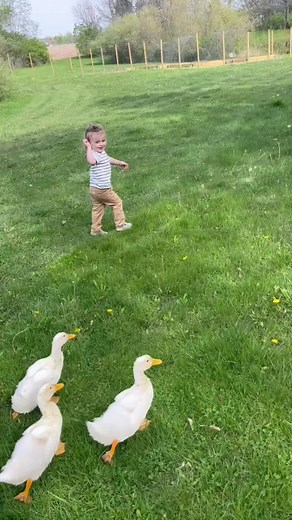 Ducks are a great addion to any farmstead! Some day we would love to have a duck rescue at Moose Gardens. #duck #ducks #ducksoftiktok #ducktok #farm #farmlife #farmstead #homestead #homesweethome #homesteading #fyp #fypage #quack