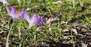 Video by Tijs de Goei on Pexels