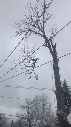 Super dead ash removal with no access, still removed it safely  | JIT Landscape & Tree service | Facebook