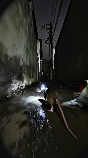 POV: A Rat's Real Night in Rio de Janeiro #AnimalPOV #HiddenRio