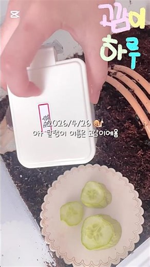 달팽이 케어🐌💛#달팽이키우기 #달팽이 #달팽이기르기 #asmr #아프리카왕달팽이 #케어브이로그 #케어 #달팽이케어 #달팽이케어브이로그 #다이소깡 #farming #토카보카