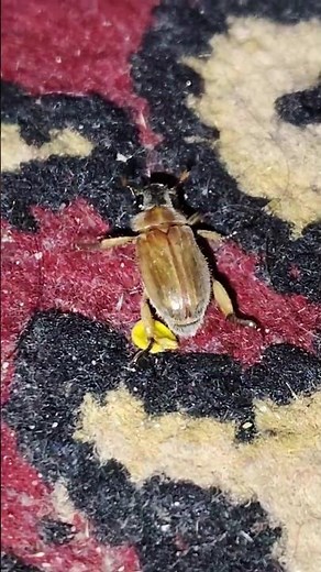 Beetles In My House? 😲