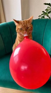 Real Cat Blows Up a Balloon… Until It Pops! 😂🐱🎈 #cat