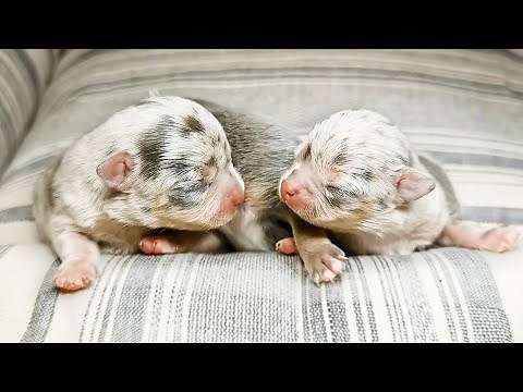 Adorable 5-Day-Old Merle Chihuahua Puppies
