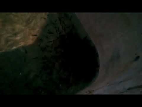 CATFISH FINGERLINGS RESETTLEMENT