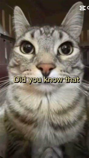 Did you know… meme MADE BY ME!!