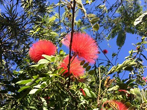 15 Great Uses for the Common Powder Puff Plant in a Permaculture Garden - Our Permaculture Life