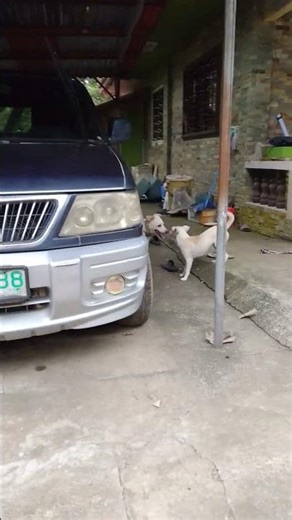 they are kissing in the car my dogs