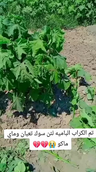 #صعدوو_ءڪڪسبلور #شعب_الصيني_ماله_حل😂😂 #fyp #مشاهير_تيك_توك_مشاهير_العرب #CapCut #عراق_بغداد_بصرا_موصل_كربلاء_النجف_كركوك #viral #مالي_خلق_احط_هاشتاقات #تصويري📸 #مشاهير_العالم