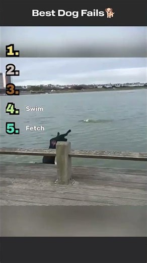 Best Dog fail moments ( TRY NOT TO LAUGH) 😂