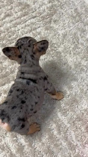 10K reactions · 153 shares | Best French Puppies on Reels | Facebook