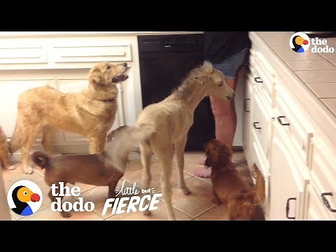 Tiniest Mini Horse Grows Up In A House Full Of Dogs | The Dodo Little But Fierce