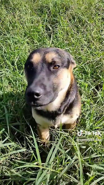 Nostalgia de cerditos en TikTok