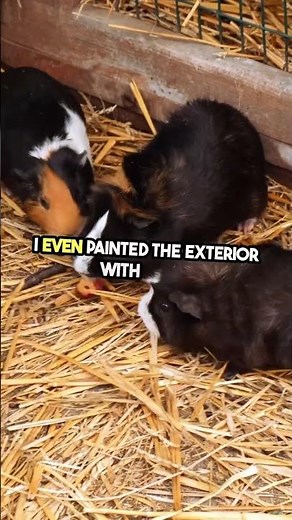 IKEA Hack: Guinea Pig Mansion from Bookshelf! 🐹✨