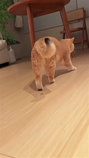 He really looks like the landlord's silly son dancing the cha cha