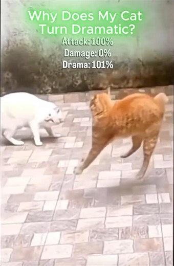 Why Does My Cat Turn Dramatic for THIS?