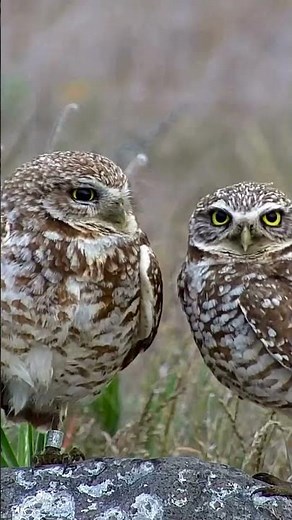 Burrowing Owls Groom Each Other