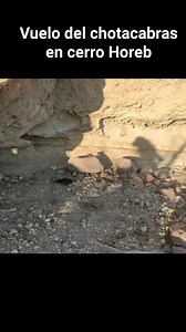 Así luce en cámara lenta el vuelo del chotacabras o halcón nocturno, que destaca en su gran habilidad parecida a un murciélago 🦇 que usa para cazar insectos en pleno vuelo al atardecer #chihuahua #fauna | Salvemos los cerros de Chihuahua