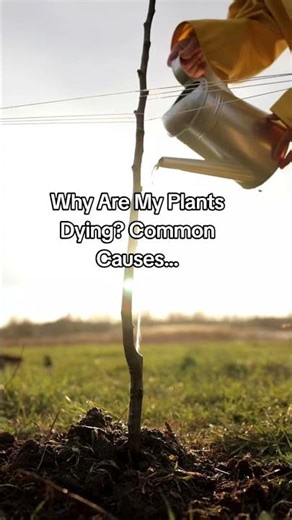 Why Are My Plants Dying? Common Causes...