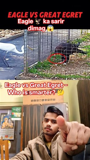Eagle vs Great Egret – Who is smarter? 🤔
